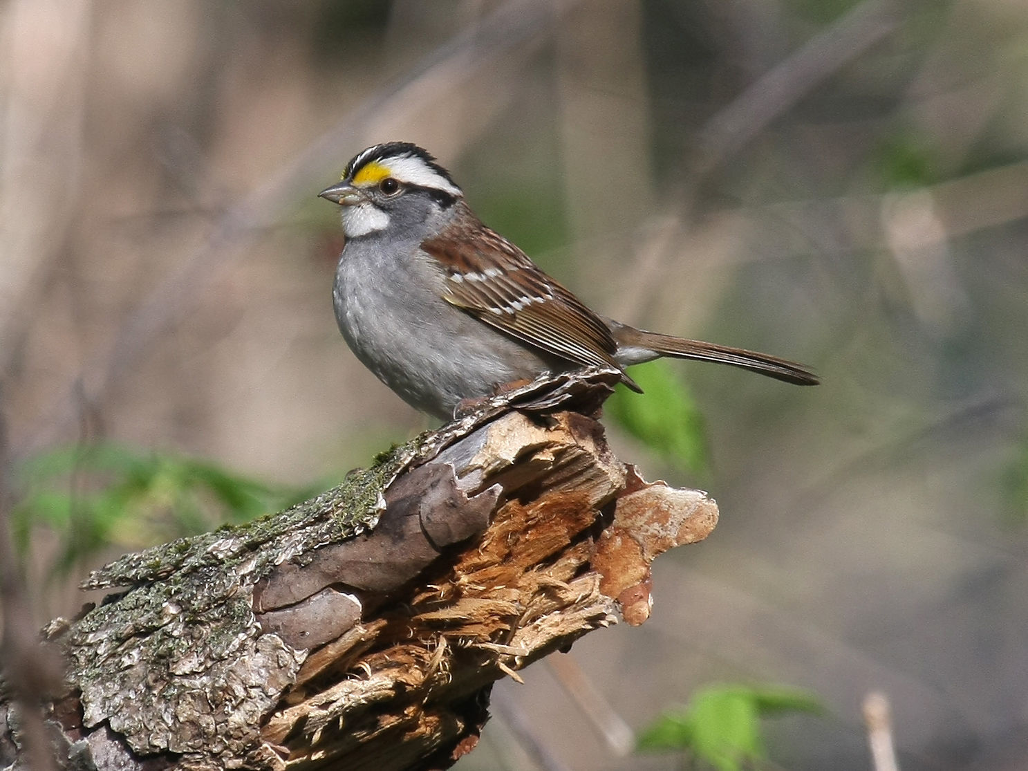 White-Throated Sparrow